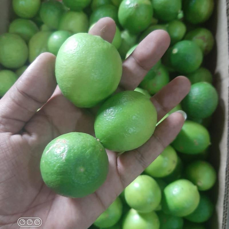 Lemons buy wholesale - company Amazing Enterprises OPC Private Limited Hubli | India