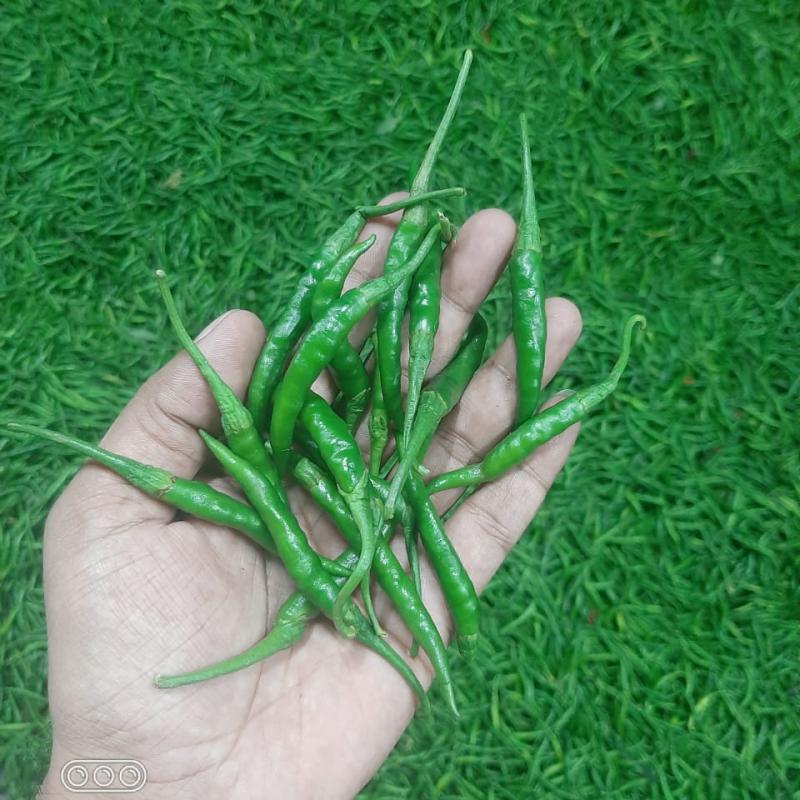 G4 Green Chillies buy wholesale - company Amazing Enterprises OPC Private Limited Hubli | India
