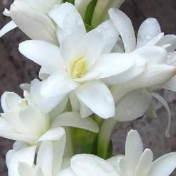 Polianthes Tuberose Bulbs buy on the wholesale