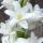 Луковицы цветка Тубероза Полиантес купить оптом - компания Лаванда Груп | Болгария