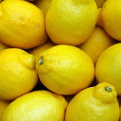 Lemons buy on the wholesale