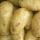 Картофель купить оптом - компания CV SUMBER JAYA | Индонезия