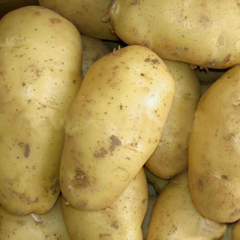 Potatoes buy wholesale - company CV SUMBER JAYA | Indonesia