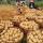 Potatoes buy wholesale - company CV SUMBER JAYA | Indonesia