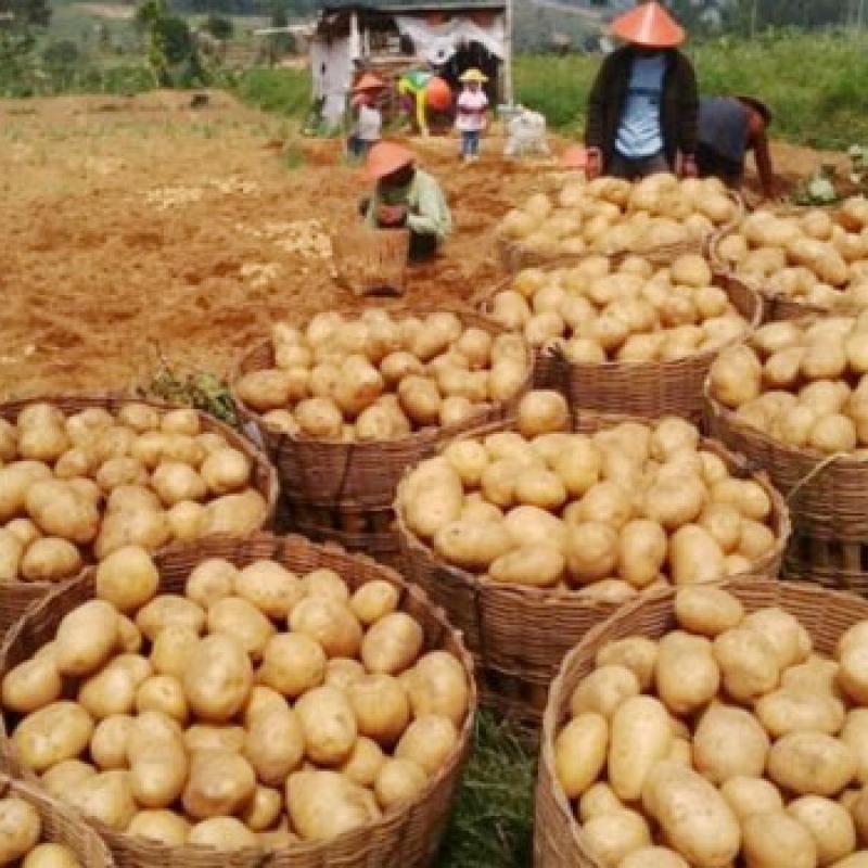 Картофель купить оптом - компания CV SUMBER JAYA | Индонезия