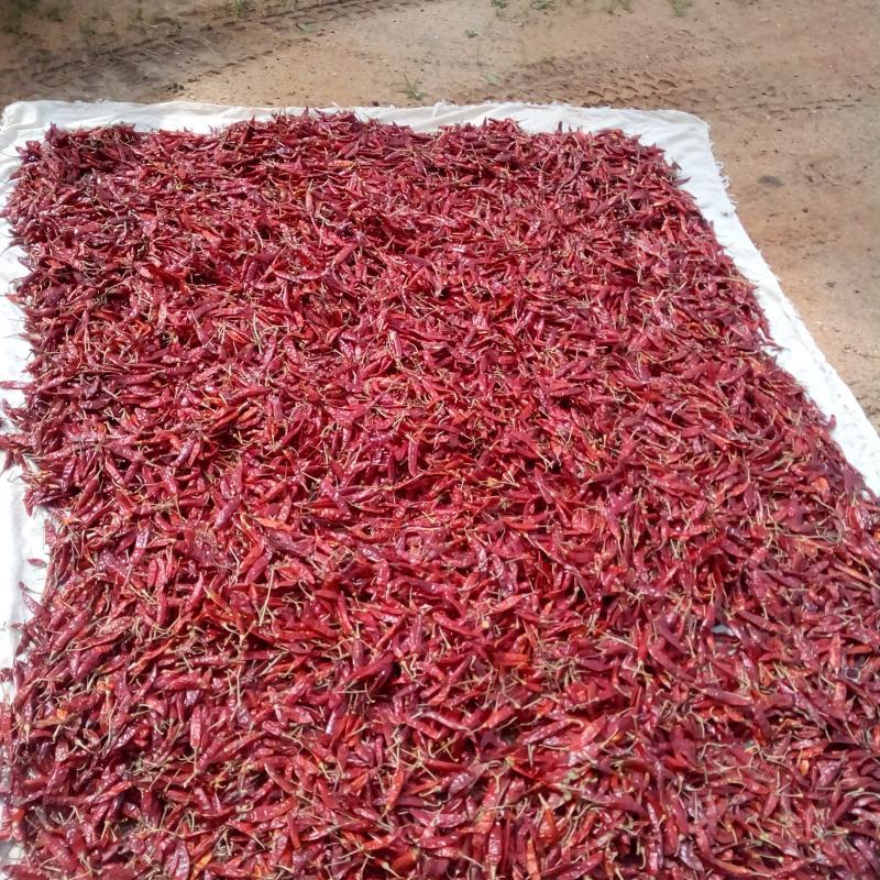 Dried Chili Peppers 100g buy wholesale - company W.jayani products | Sri Lanka