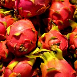 Dragon Fruit buy on the wholesale