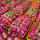 Dragon Fruit buy wholesale - company Next International Inc. | Japan