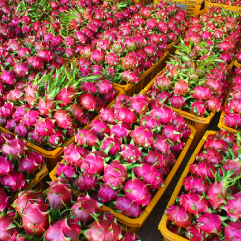 Dragon Fruit buy wholesale - company Next International Inc. | Japan