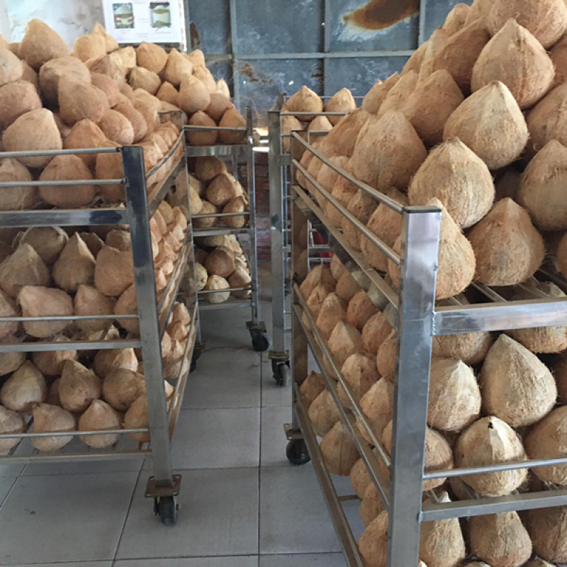 Coconuts buy wholesale - company Next International Inc. | Japan