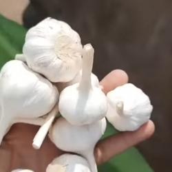 White Garlic 