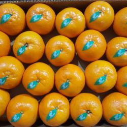 Oranges buy on the wholesale