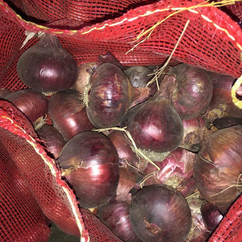 Red Onions buy wholesale - company el-hamd | Egypt