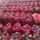 Red Onions buy wholesale - company el-hamd | Egypt