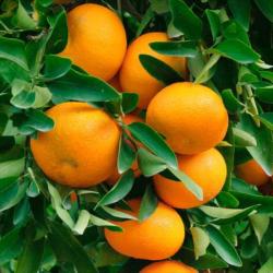 Mandarins buy on the wholesale