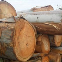Eucalyptus Logs buy on the wholesale