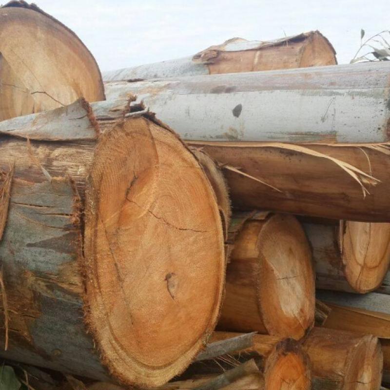 Eucalyptus Logs buy wholesale - company G.a.m tour Co.,ltd | Thailand