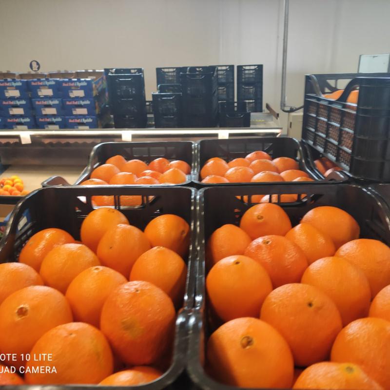 Апельсины из Греции купить оптом - компания By Enlighting | Беларусь