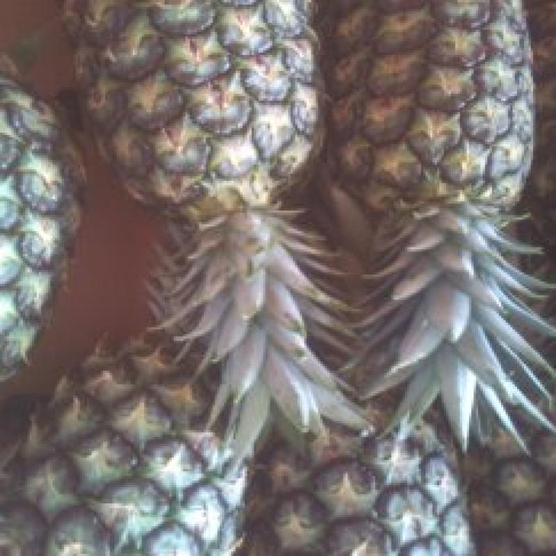 Pineapples   buy wholesale - company B-LABEL | Côte d'Ivoire