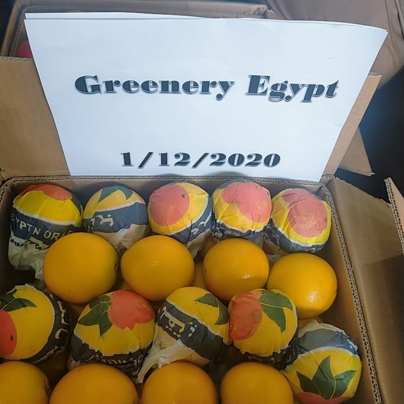 Свежие апельсины  купить оптом - компания greenery Egypt | Египет