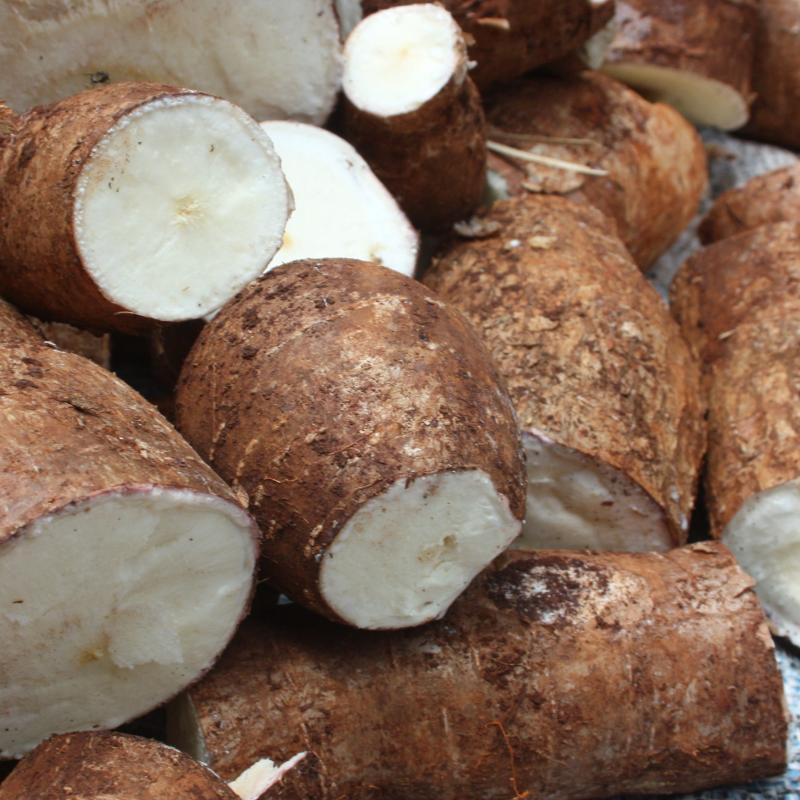 Cassava buy wholesale - company B-LABEL | Côte d'Ivoire