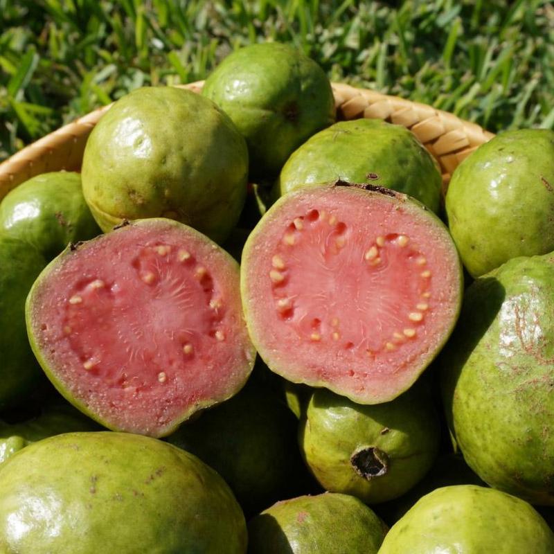 Fresh Guava buy wholesale - company Serendib Asia Trading PVT LTD | Sri Lanka