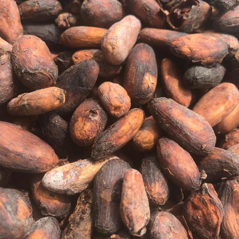 Cocoa Beans buy wholesale - company B-LABEL | Côte d'Ivoire
