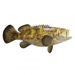 Grouper Fish buy on the wholesale