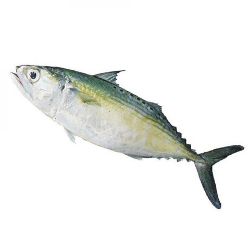 Indian Mackerel buy wholesale - company National Fisheries | Oman