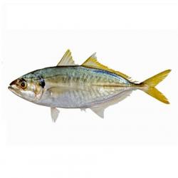 Yellowtail Scad buy on the wholesale