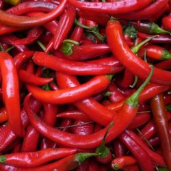 Chilli  buy on the wholesale