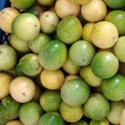 Passion Fruits buy on the wholesale