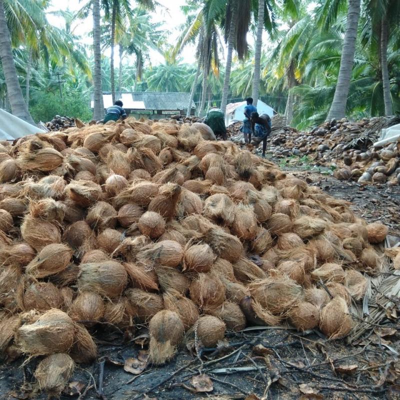 Fresh Tender Coconuts buy wholesale - company Telluric Express Traders (OPC) Private Limited | India