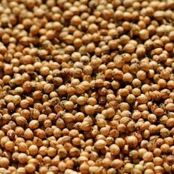 Coriander Seeds buy on the wholesale