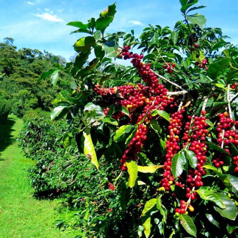 Arabica Colombian Excelso Green Coffee Beans buy wholesale - company Eurus doo (LTD) | Bosnia and Herzegovina