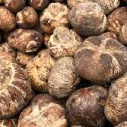 Truffles buy on the wholesale