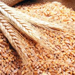 Wheat Grains buy on the wholesale