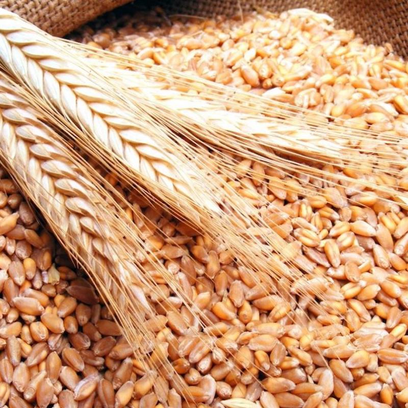 Wheat Grains buy wholesale - company ISED EXPORT AGENCY | South Africa