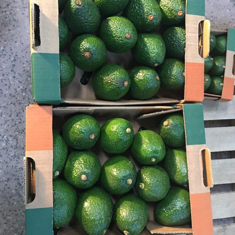 Hass and Fuerte Organic Avocados buy wholesale - company Eclatic Twenty Thirty Kenya Limited | Kenya