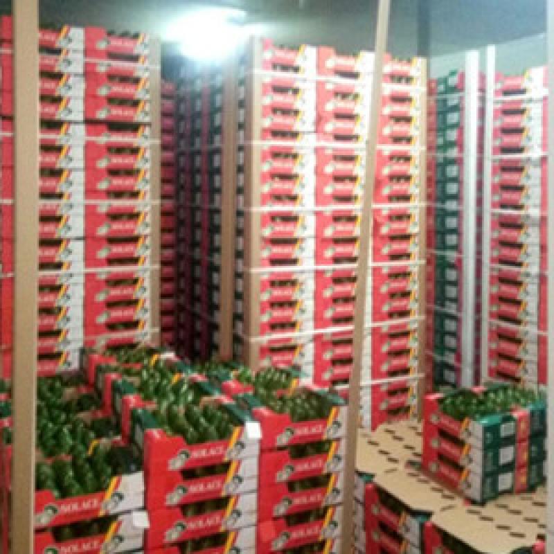 Hass and Fuerte Organic Avocados buy wholesale - company Eclatic Twenty Thirty Kenya Limited | Kenya