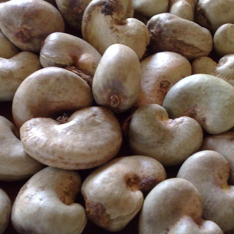 Raw Cashew Nuts buy wholesale - company ABNAY ENTERPRISE | Ghana