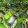 Листья маниоки (кассавы) купить оптом - компания African Soil | Камерун