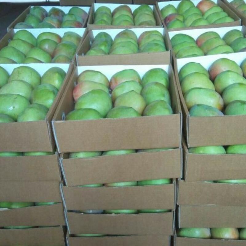 Organic Fresh Mangoes (Kent, Keitt, Apple, Long Mango / Ngowe) buy wholesale - company Eclatic Twenty Thirty Kenya Limited | Kenya