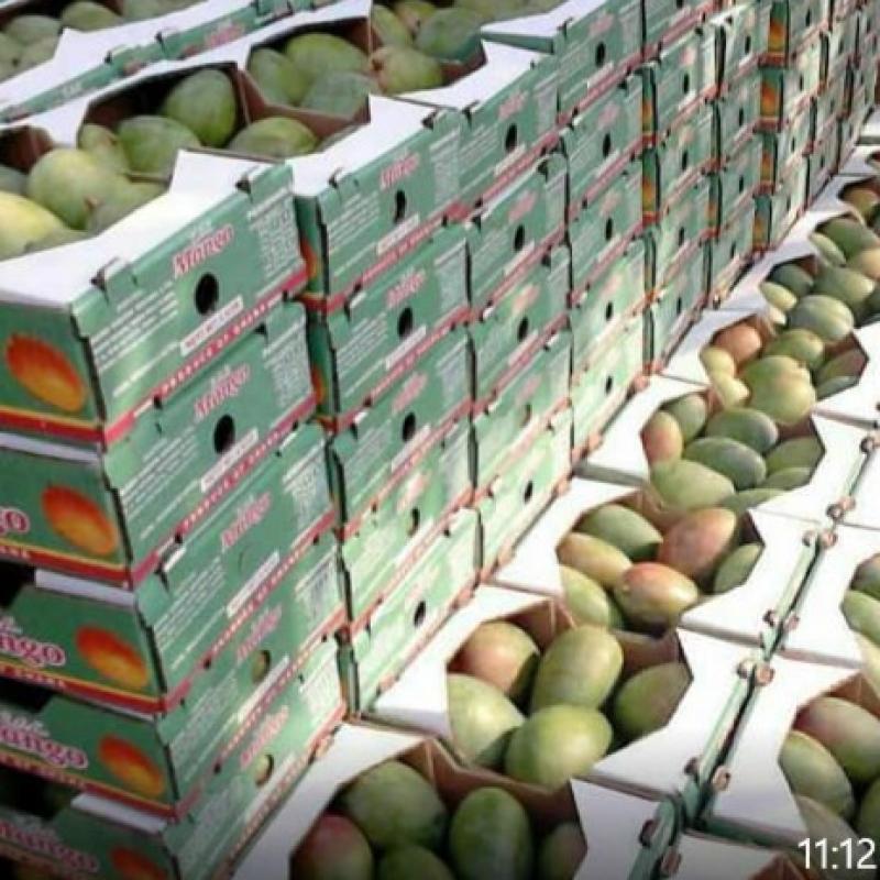 Organic Fresh Mangoes (Kent, Keitt, Apple, Long Mango / Ngowe) buy wholesale - company Eclatic Twenty Thirty Kenya Limited | Kenya