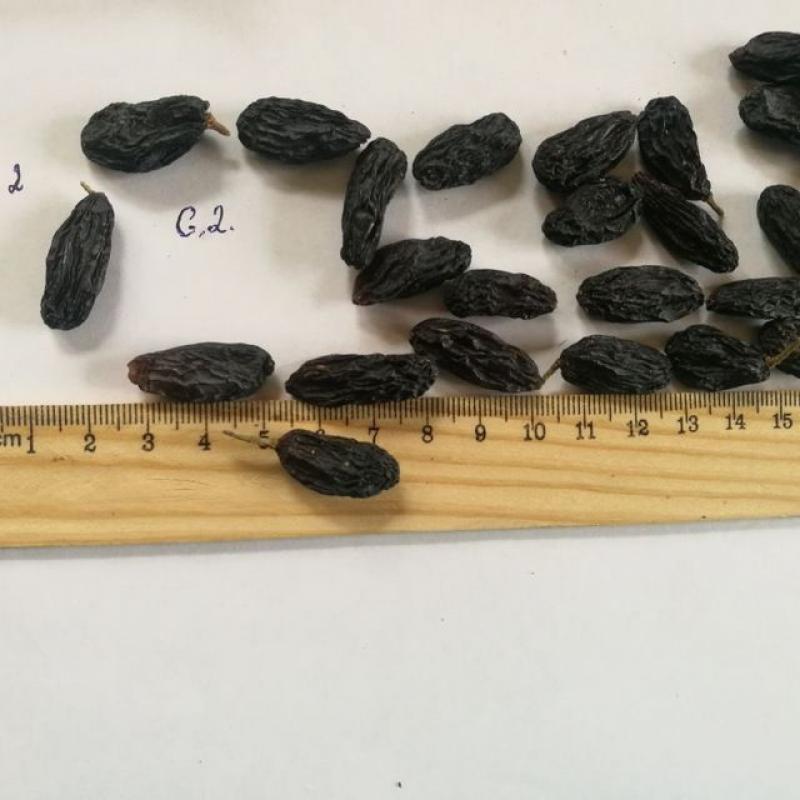 Black Raisins buy wholesale - company XXI-ASR XK | Uzbekistan