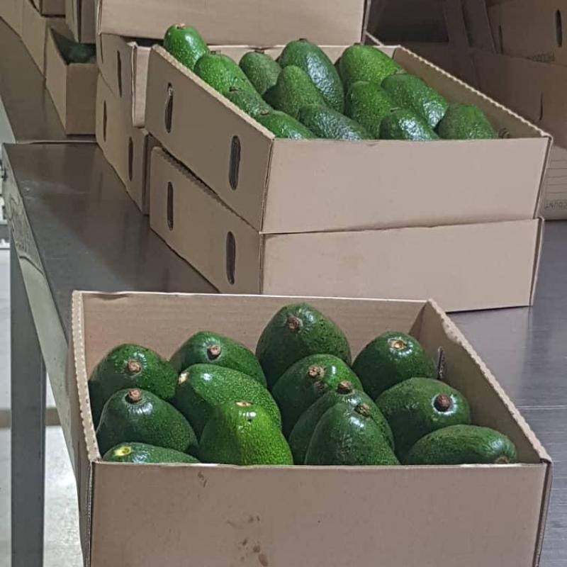 Fuerte Avocado buy wholesale - company Mas Kasit limited | Kenya