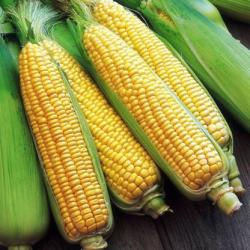 Corn (Maize) 
