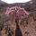 Socotranum tree Seeds buy wholesale - company Smart.Aim | Yemen