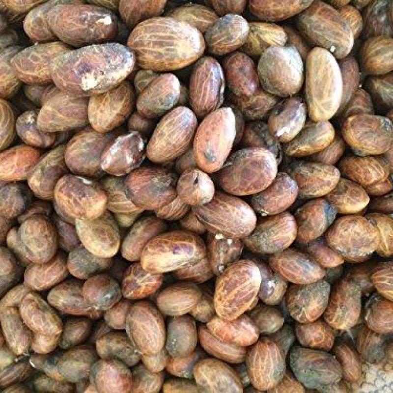 Garcinia Kola (Bitter Kola) buy wholesale - company Tibatem Agro Limited | Nigeria