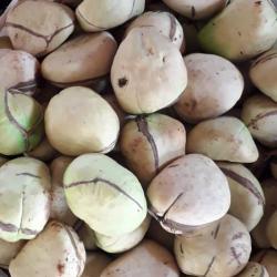 Kola Nuts (Garcinia Kola) buy on the wholesale